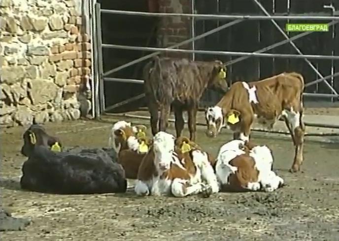 Огнища на нодуларен дерматит по животните в Благоевградска област