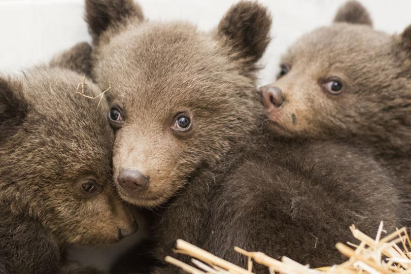 Three Baby Bears Rescued near Dospat are Now Safe and Get 24-Hour Care