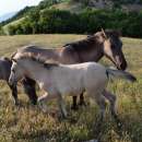 снимка 1 Feral horses - the new symbol of the Rhodope mountain