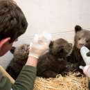 снимка 1 Three Baby Bears Rescued near Dospat are Now Safe and Get 24-Hour Care