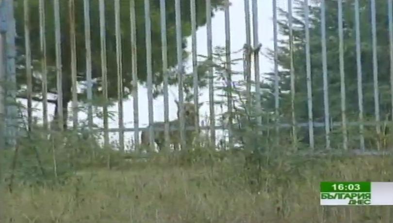 Заловена ли е вълчицата, избягала от зоопарка в Благоевград?
