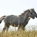 снимка 2 Feral horses - the new symbol of the Rhodope mountain