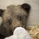снимка 2 Three Baby Bears Rescued near Dospat are Now Safe and Get 24-Hour Care