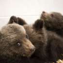 снимка 3 Three Baby Bears Rescued near Dospat are Now Safe and Get 24-Hour Care
