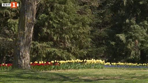 take virtual walk through beautiful tulip gardens varna