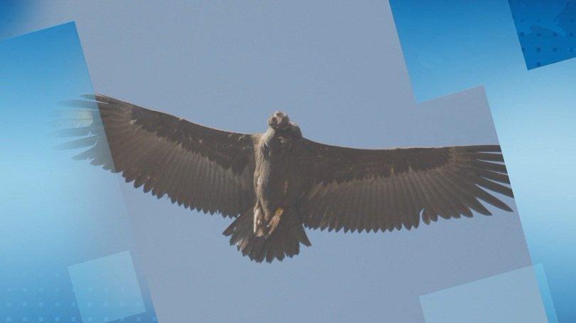 The only black vulture in Bulgaria killed by poachers