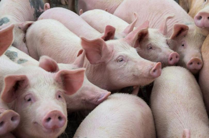 Culling of 40,000 pigs began in Brestak because of African Swine Fever