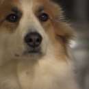 снимка 11 Приключенията на Бейли: Изгубеното кученце