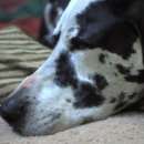 снимка 15 Приключенията на Бейли: Изгубеното кученце