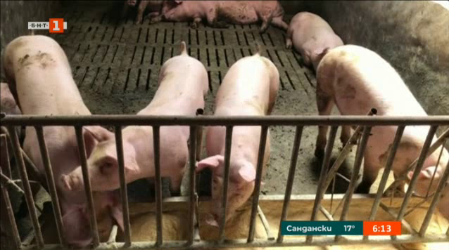 Китай се бори с африканска чума по свинете