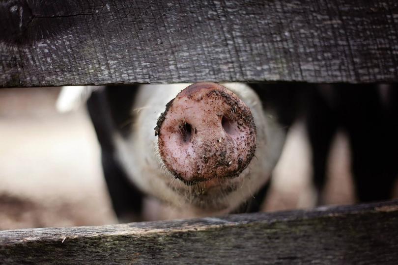 36 pigs culled due to African swine fever outbreak in Pleven