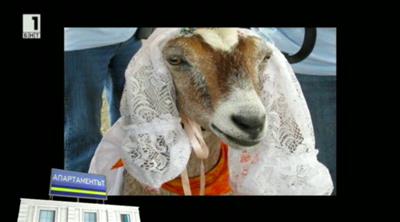 Бразилец се жени за козата си