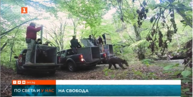 three rescued baby bears released back nature