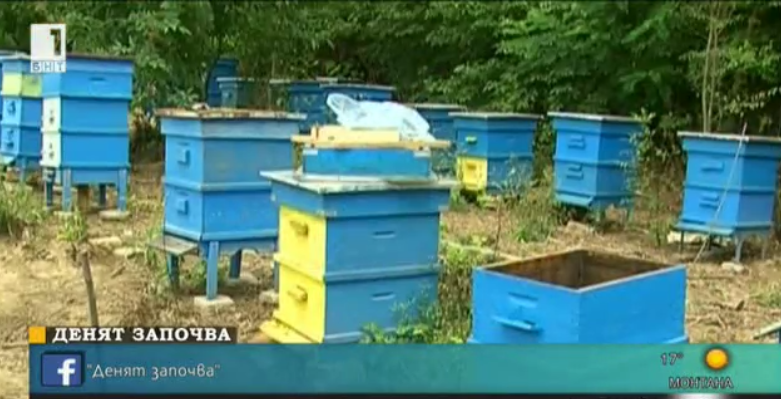 honey prices bulgaria due high honeybee death rate