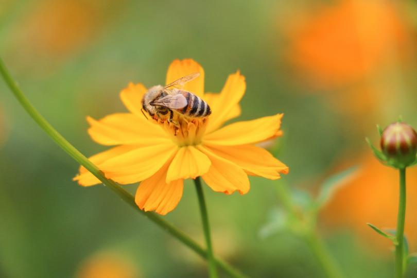 EC gives protected food name to Bulgaria’s Strandzha honeydew honey