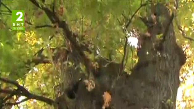 Експерти преценяват опасни ли са стари дървета в София