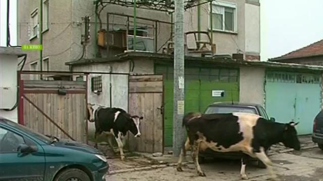 Нова наредба в Пловдив: до 1 кон или крава, 2 прасета и 3 кози
