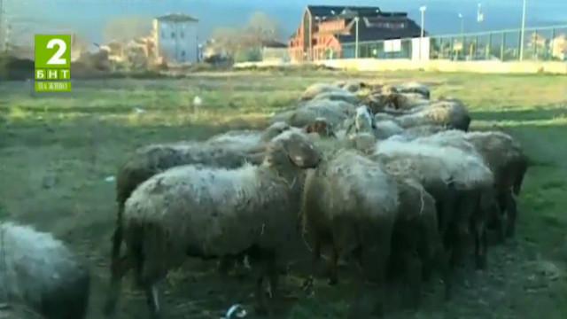 122 овце пасат на воля в квартал Коматево в Пловдив