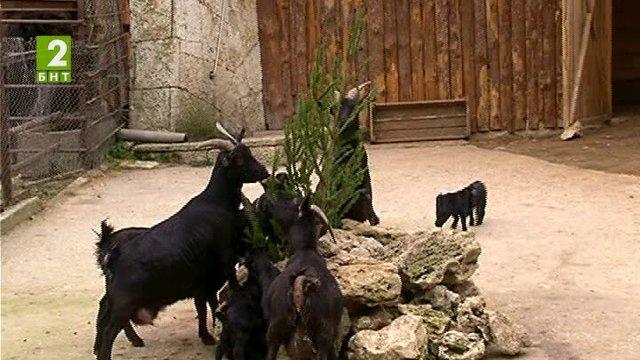 Събират коледните елхи за храна на животните в зоопарка във Варна