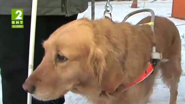 Кампания Куче от станиол събира средства за кучета водачи на незрящи