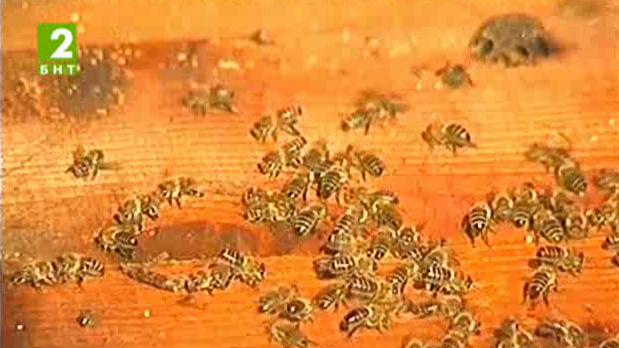 Регистър на пръсканията ще помага на пчеларите в Русе да запазят популацията