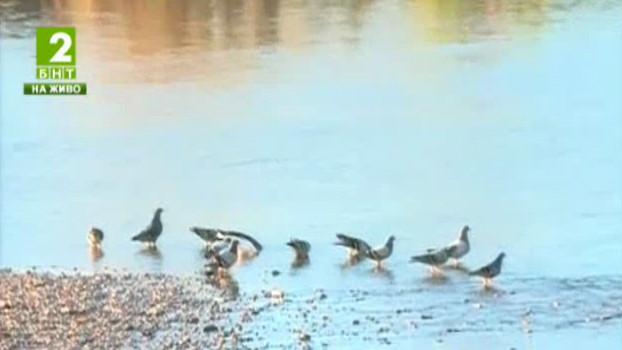 Масово умират гълъби в Пловдив