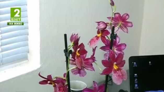 Създават клуб на любителите на орхидеи във Варна