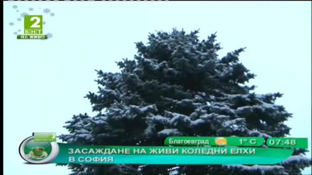 Засаждане на живи коледни елхи в София