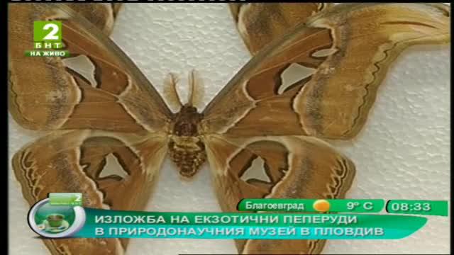 Изложба на екзотични пеперуди в Природонаучния музей в Пловдив