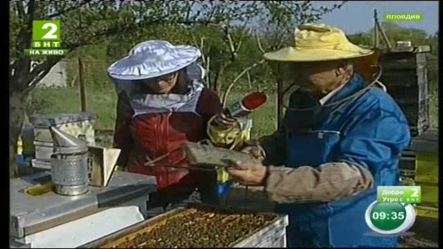 Как да станем лююбители пчелари? Отровни и ядливи гъби
