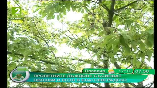Пролетните дъждове повредиха овошки и лозя в Благоевградско