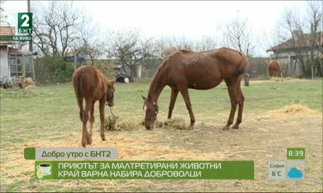 Приютът за малтретирани животни край Варна набира доброволци