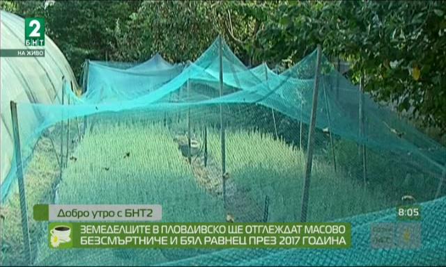 Земеделците в Пловдивско ще отглеждат масово безсмъртниче и бял равнец през 2017 година