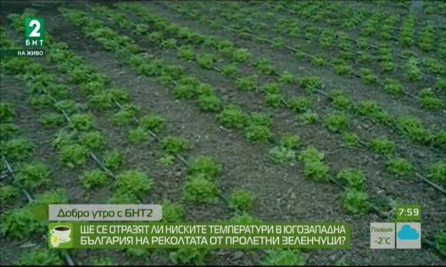 Ще се отразят ли ниските температури в Югозападна България на реколтата от пролетни зеленчуци