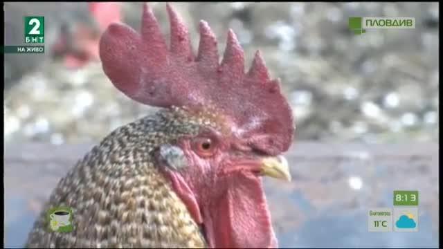 Мерки за ограничаване на Нюкясълската болест по птиците в Пазарджишко