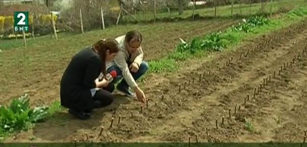 Недостигат работници за овощарството в Русенско