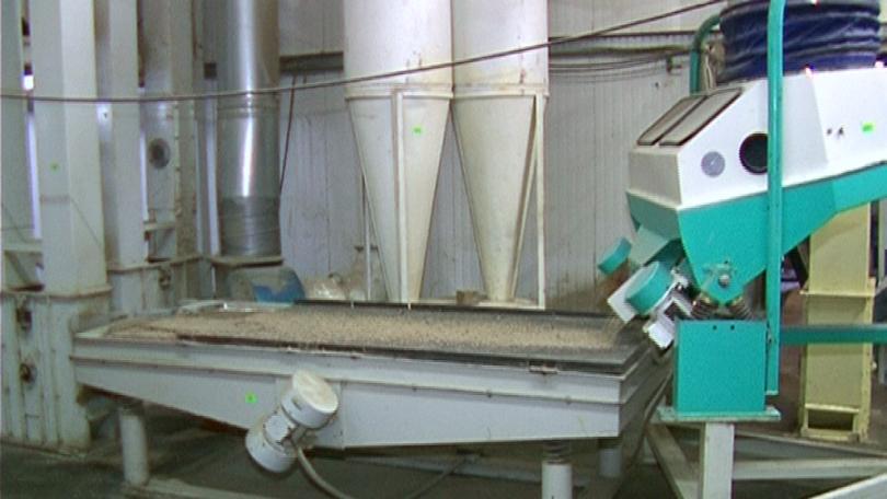 Производителите настояват държавата да въведе защитна цена за слънчогледовите ядки