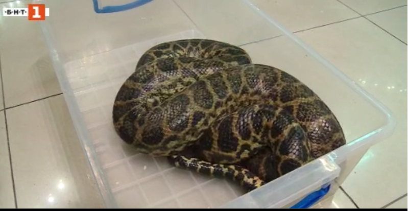 The runaway boa constrictor in Plovdiv was caught