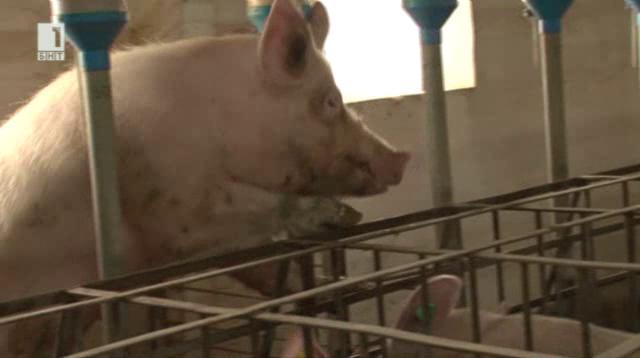 БАБХ: Африканската чума по свинете е изключително устойчива и прилепчива