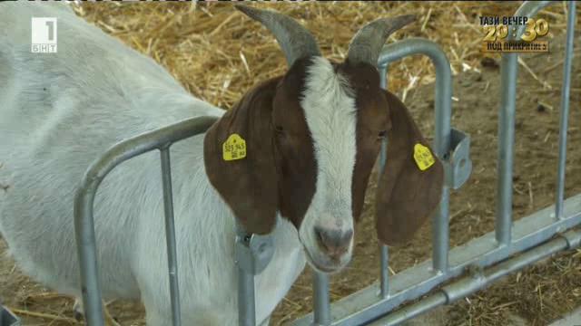 Най-голямата и модерна ферма за кози от породата Боер в Европа