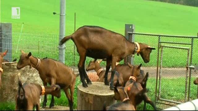 Първата швейцарска ферма за кози и продукти от козе мляко