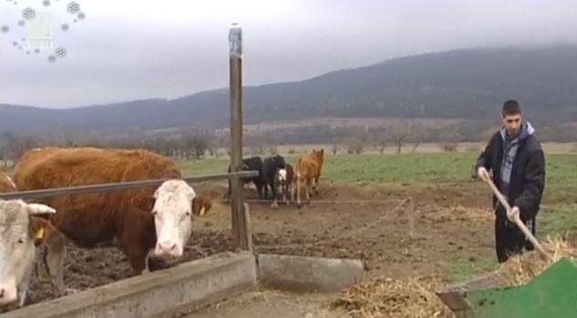 Проблемите за животновъдите при кредитиране и планинските ферми. Министър Танева за решенията през следващата година
