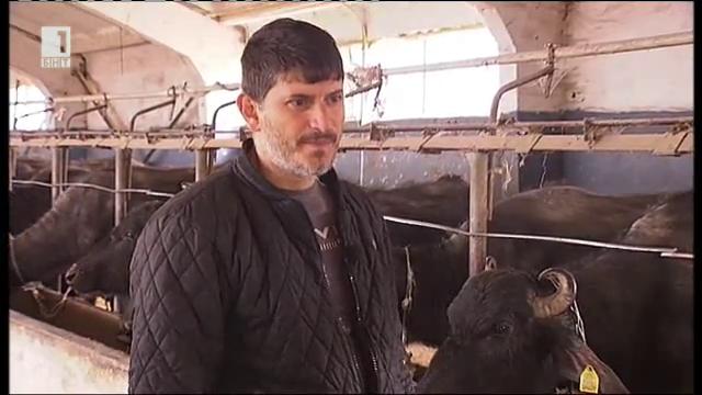 Първата българска ферма за биволи