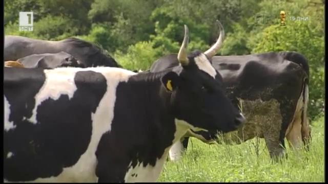 Защо кравите на Марчо от Макреш са дават мляко колкото прочутите израелски крави?