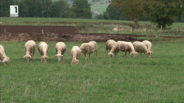 Как работи най-големият селекционен център за автохтонни породи овце във Франция