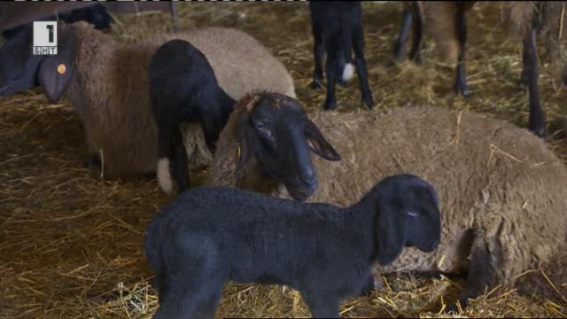 Как се прави хубаво стадо от Черноглава плевенска овца