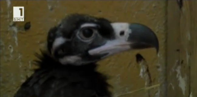 two black vultures released balkan mountains