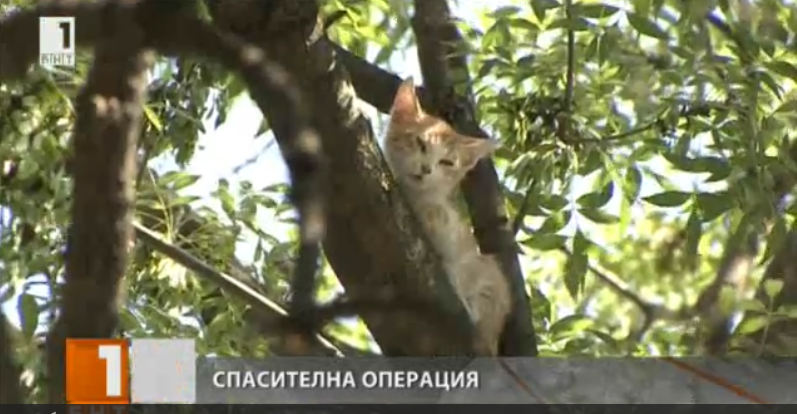 Firefighters Save Cat Stuck in Tree in the Centre of Sofia