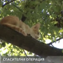 снимка 2 Firefighters Save Cat Stuck in Tree in the Centre of Sofia