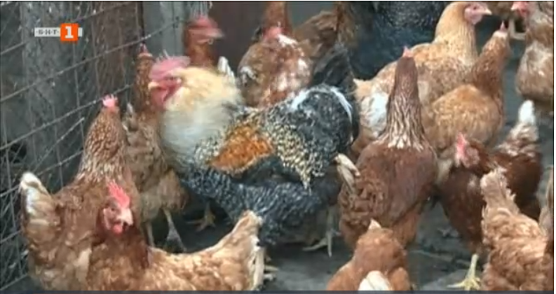 Outbreak of bird flu in poultry farm in Assenovgrad, 70 000 birds will be culled
